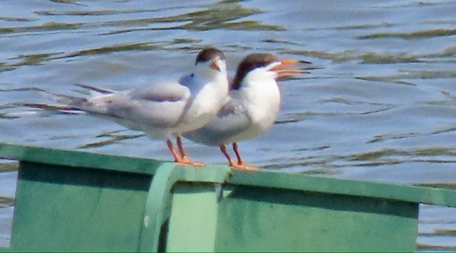 Forster's Tern - ML637945117