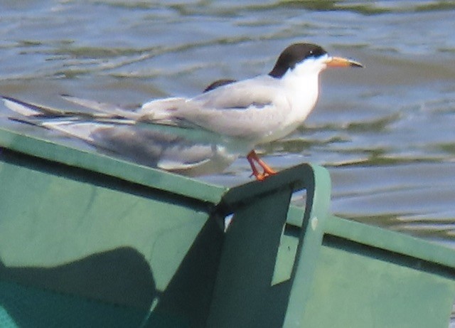 Forster's Tern - ML637945118