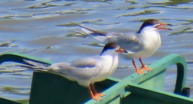 Forster's Tern - ML637945119