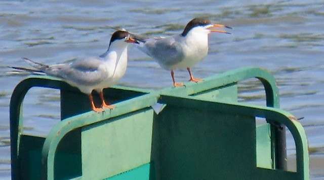 Forster's Tern - ML637945120