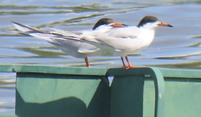 Forster's Tern - ML637945121
