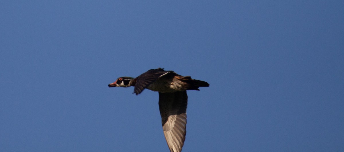 Wood Duck - ML637945136