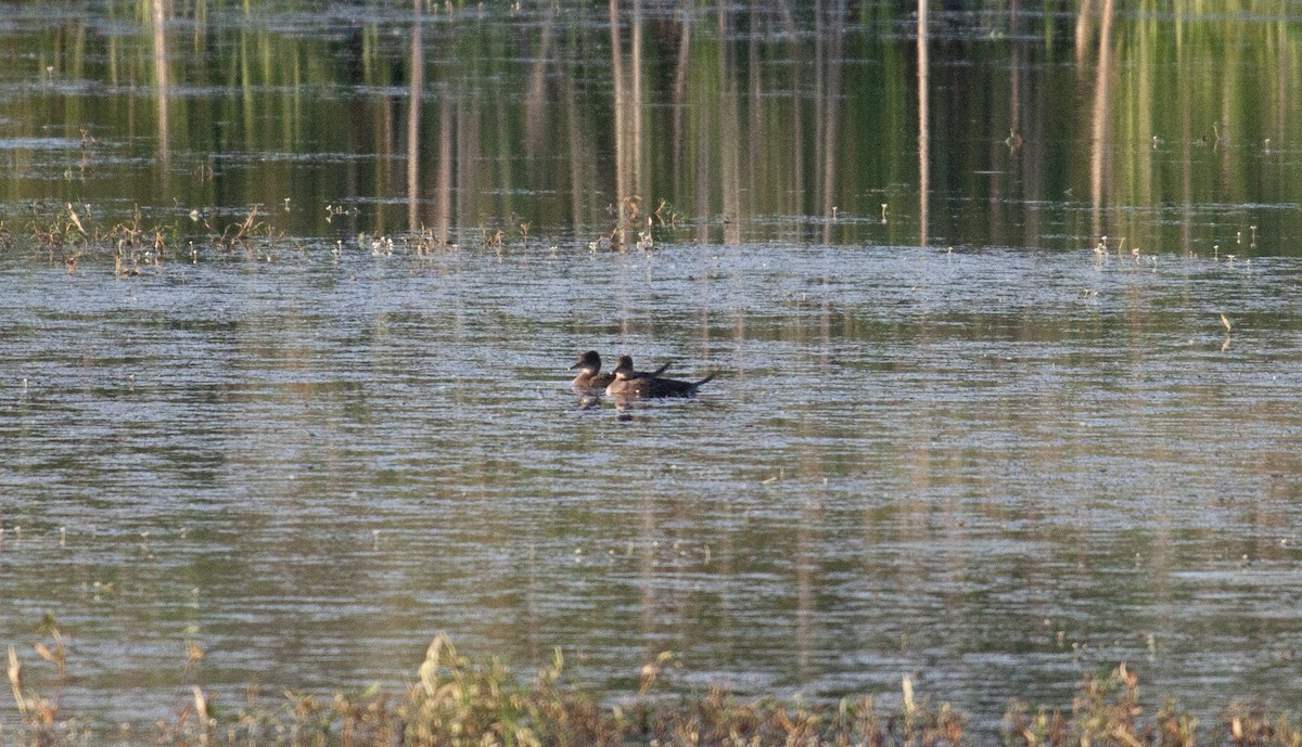 Hooded Merganser - ML637945142