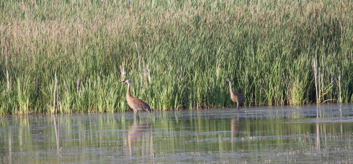 Sandhill Crane - ML637945150