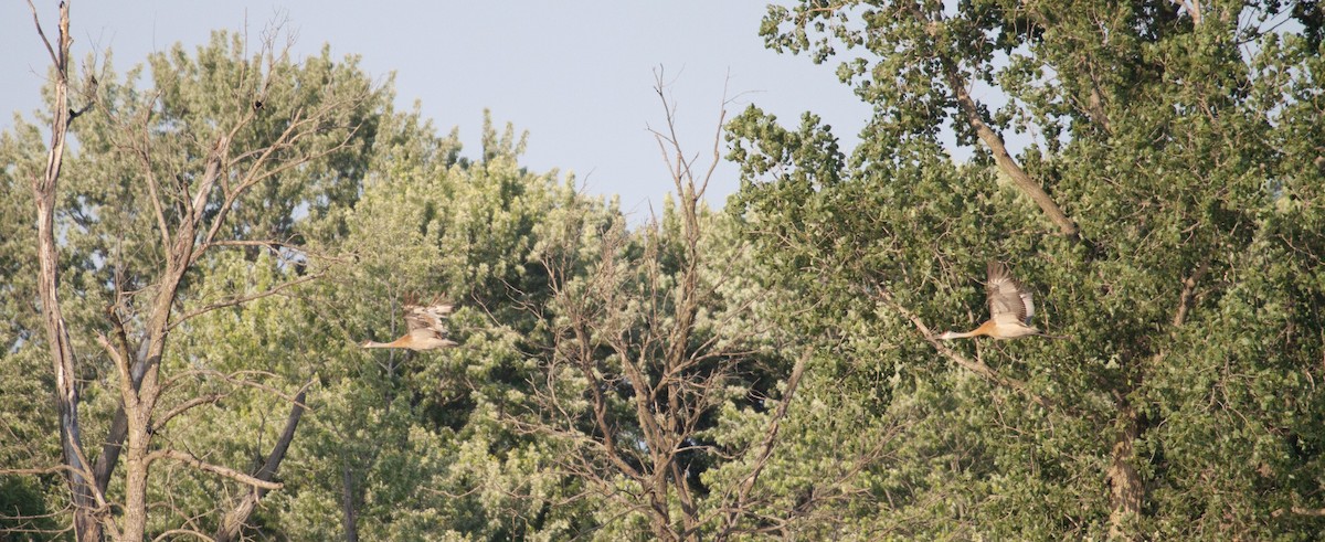 Sandhill Crane - ML637945151