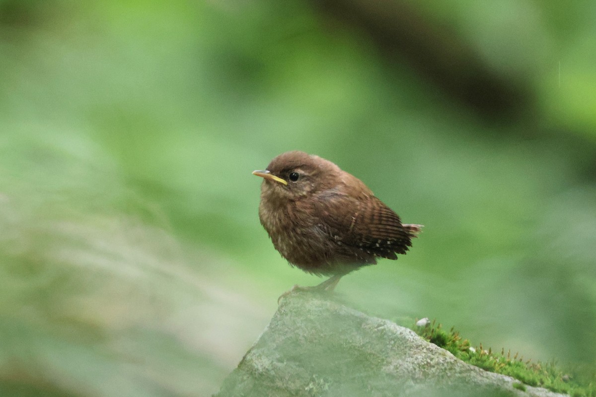 eBird Checklist - 22 Jun 2025 - Hunter Mt. Loop Trail - 20 species
