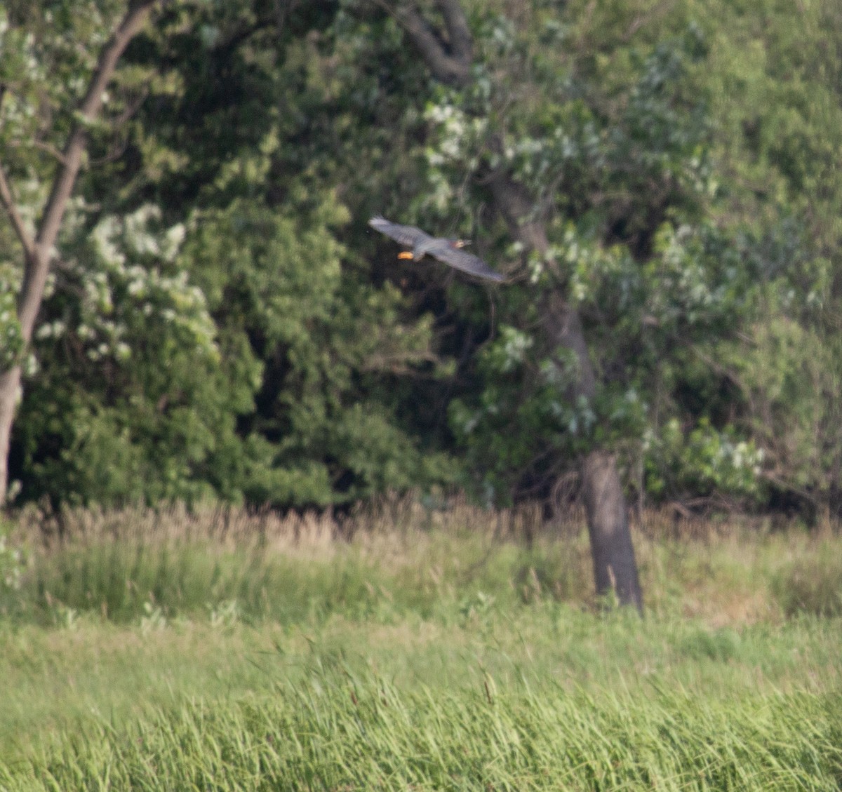 Green Heron - ML637945175