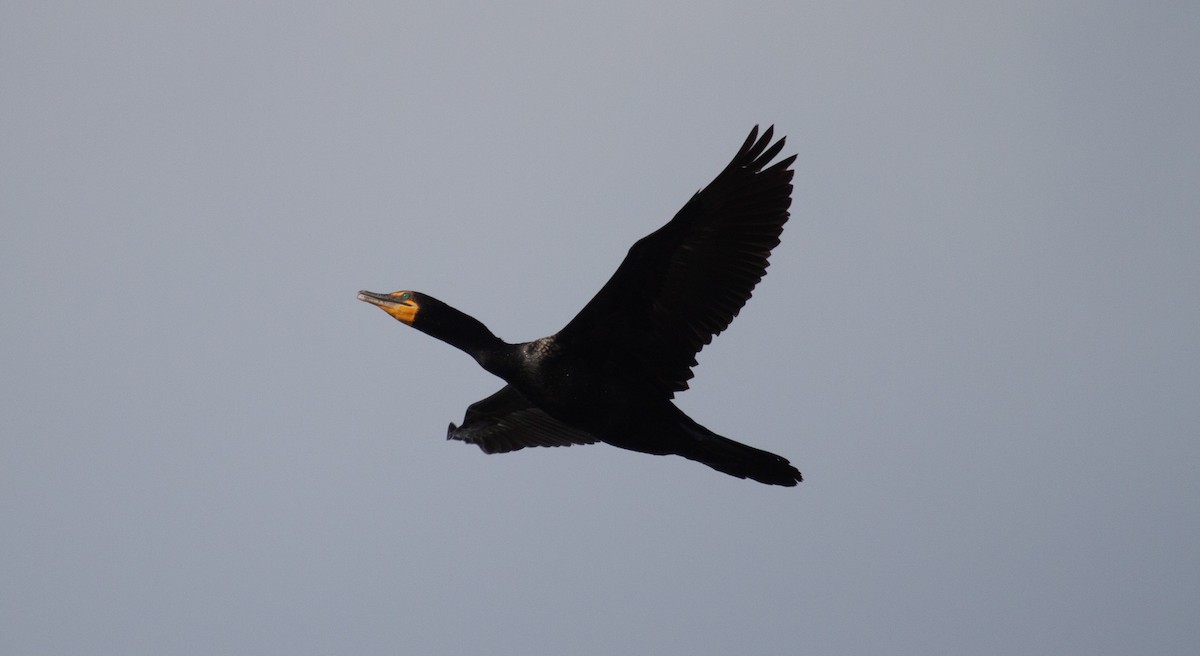 Double-crested Cormorant - ML637945179