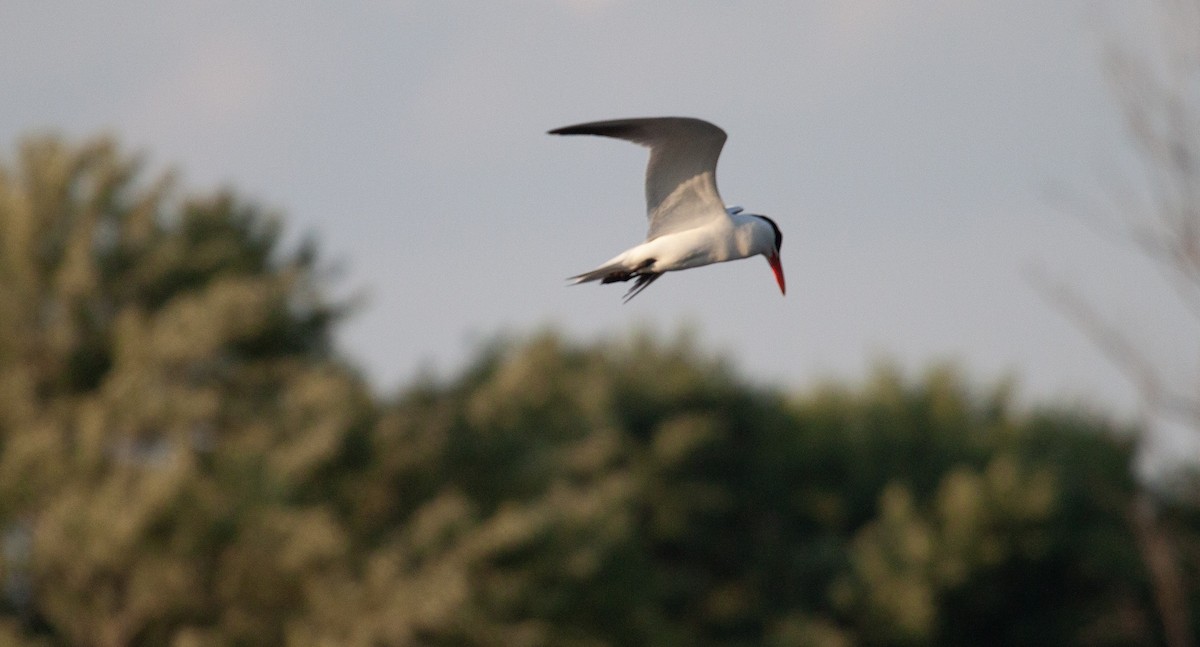 Caspian Tern - ML637945183