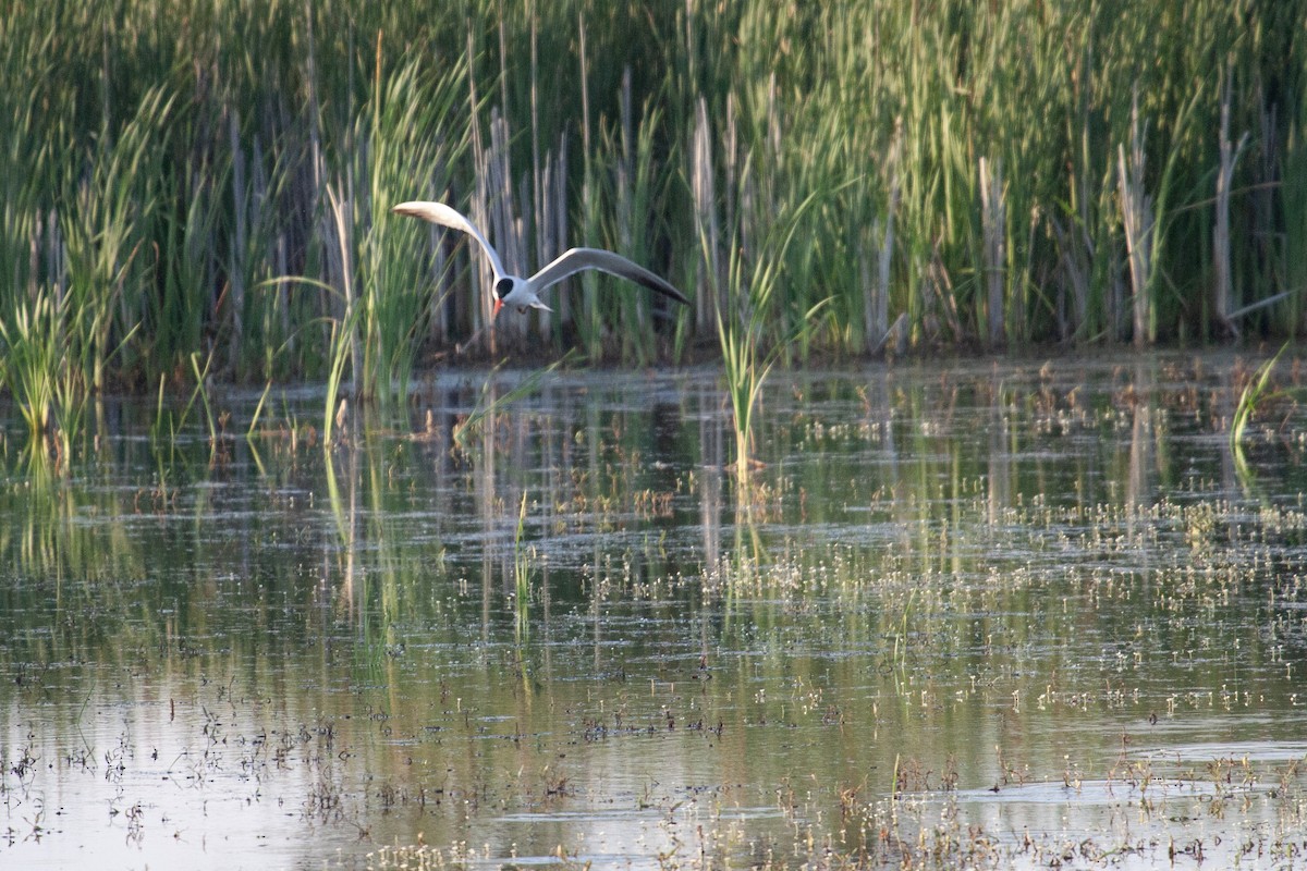 Caspian Tern - ML637945184