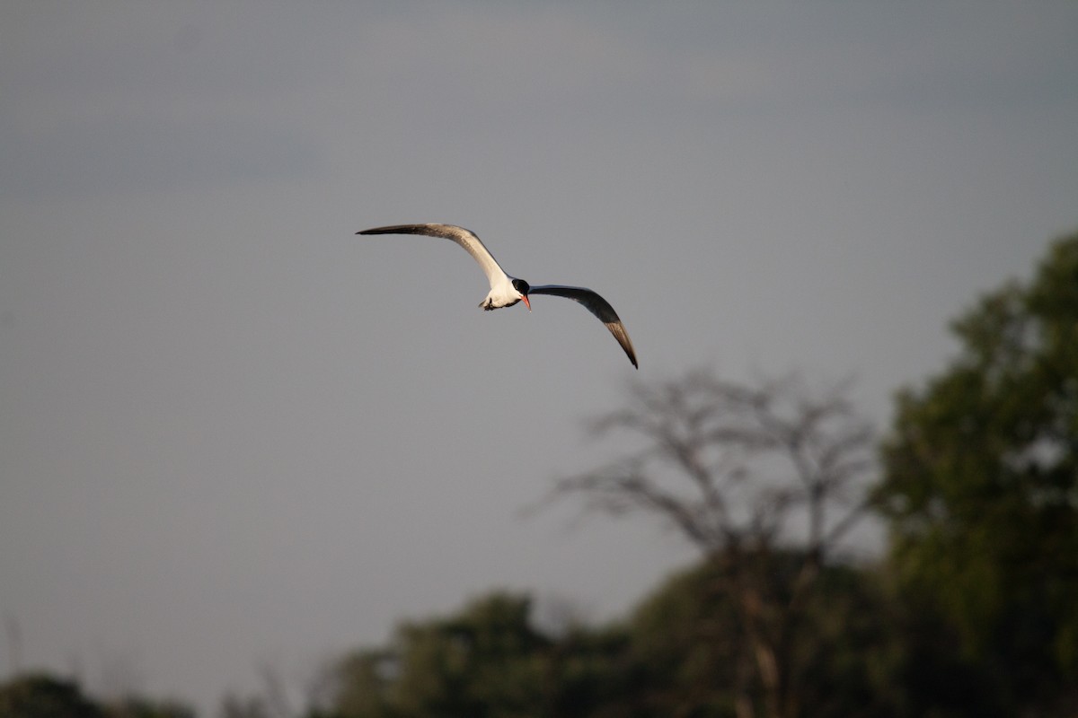 Caspian Tern - ML637945185