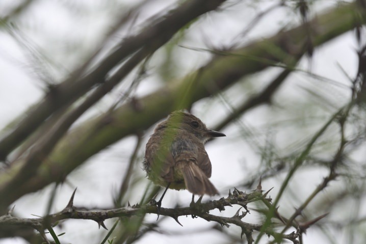 Galapagos Flycatcher - ML637945224