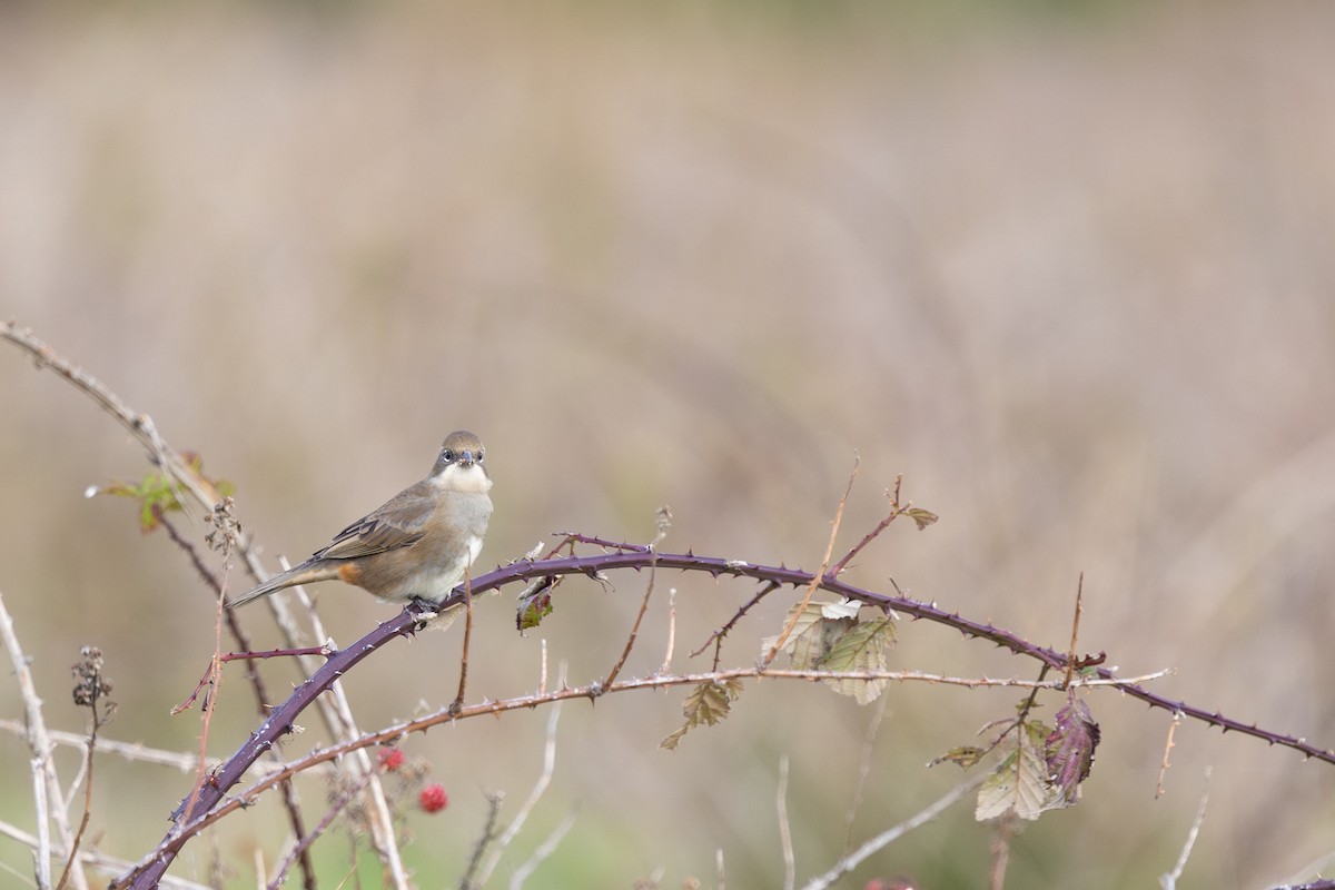 Diuca Finch - ML637945229