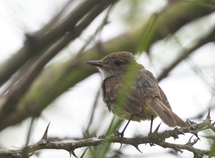 Galapagos Flycatcher - ML637945234