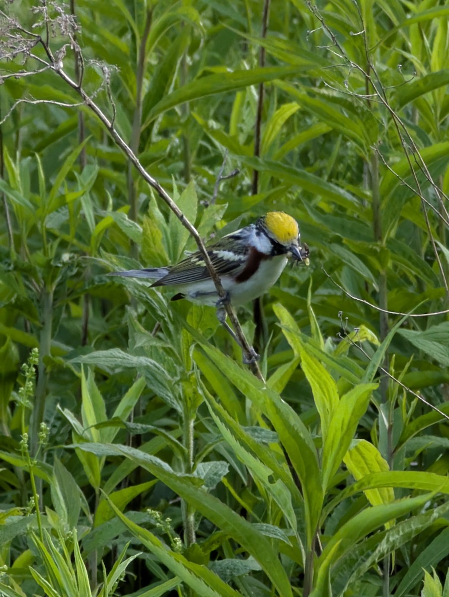 Chestnut-sided Warbler - ML637945244