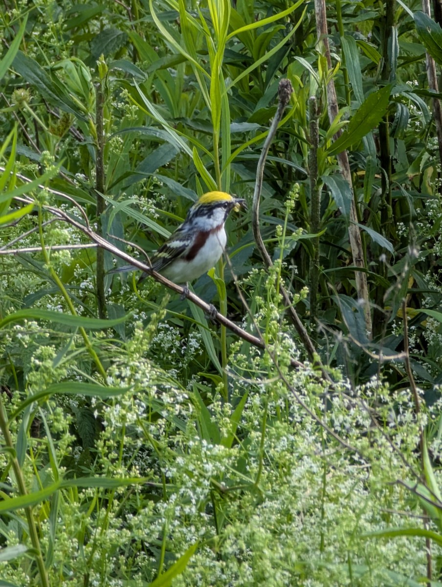 Chestnut-sided Warbler - ML637945245