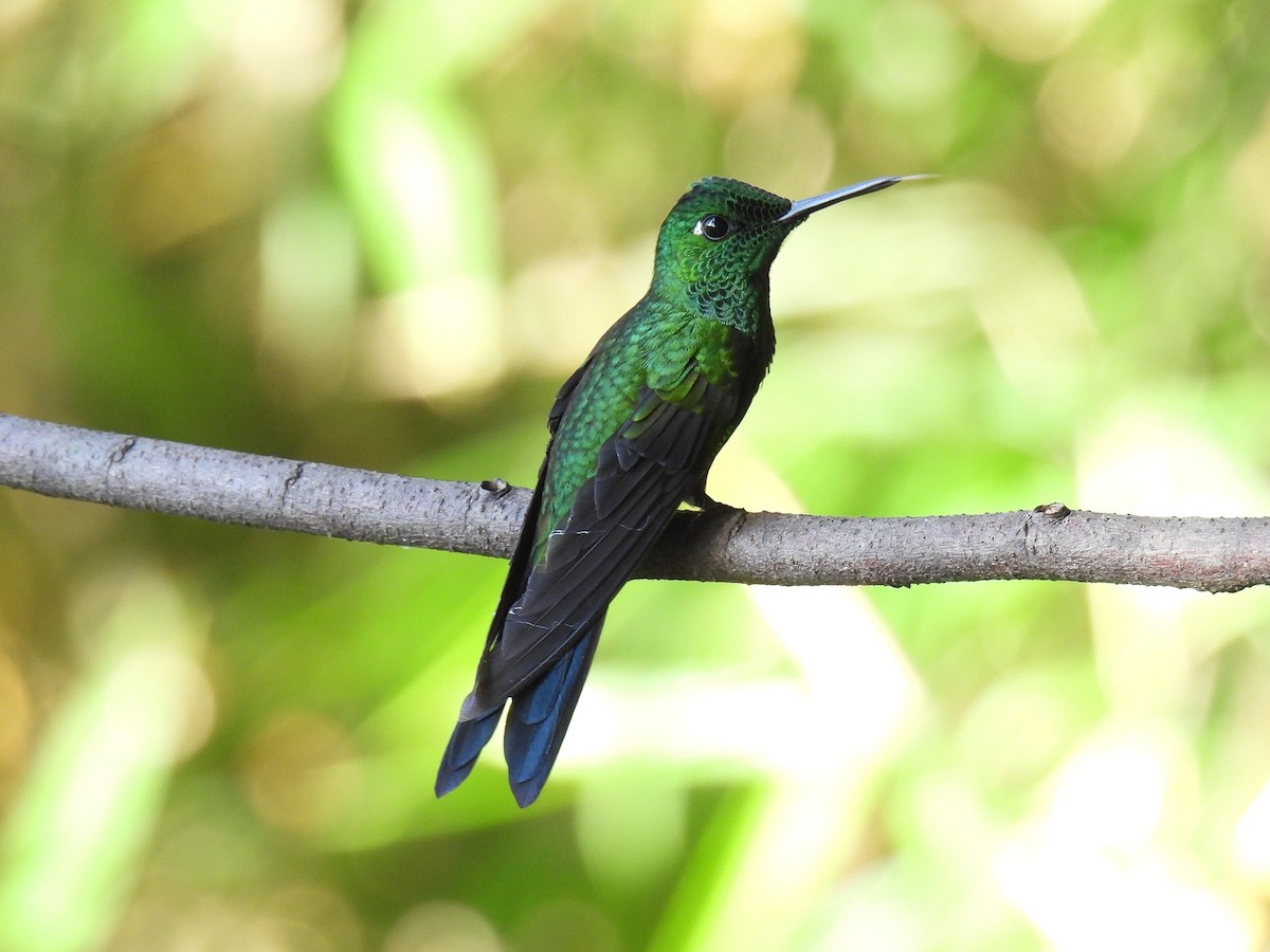 Green-crowned Brilliant - ML637945254