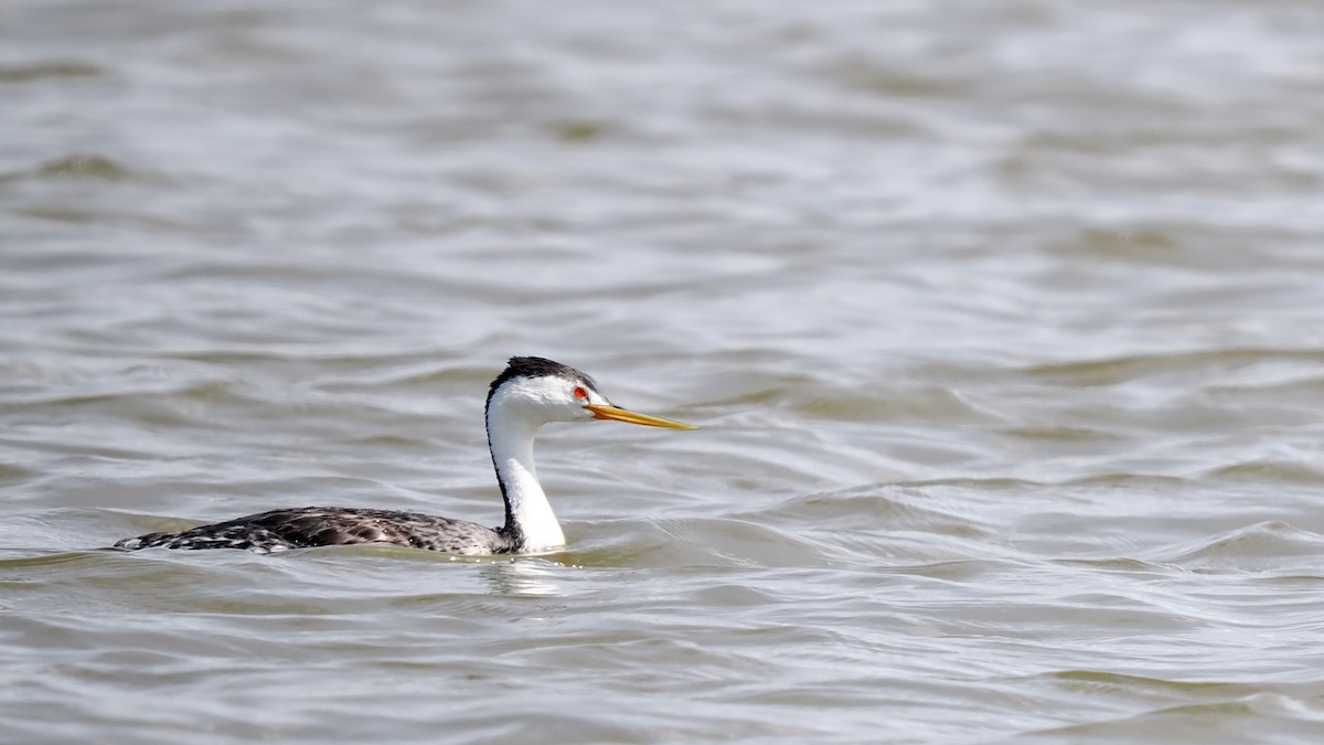 Clark's Grebe - ML637945260