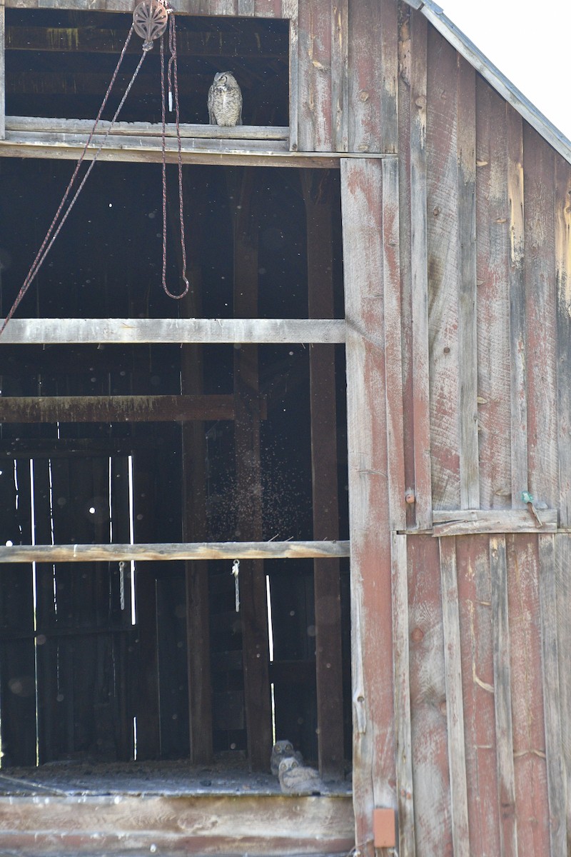 Great Horned Owl - ML637945277