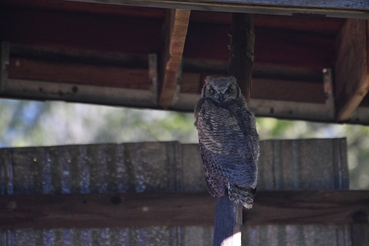 Great Horned Owl - ML637945278