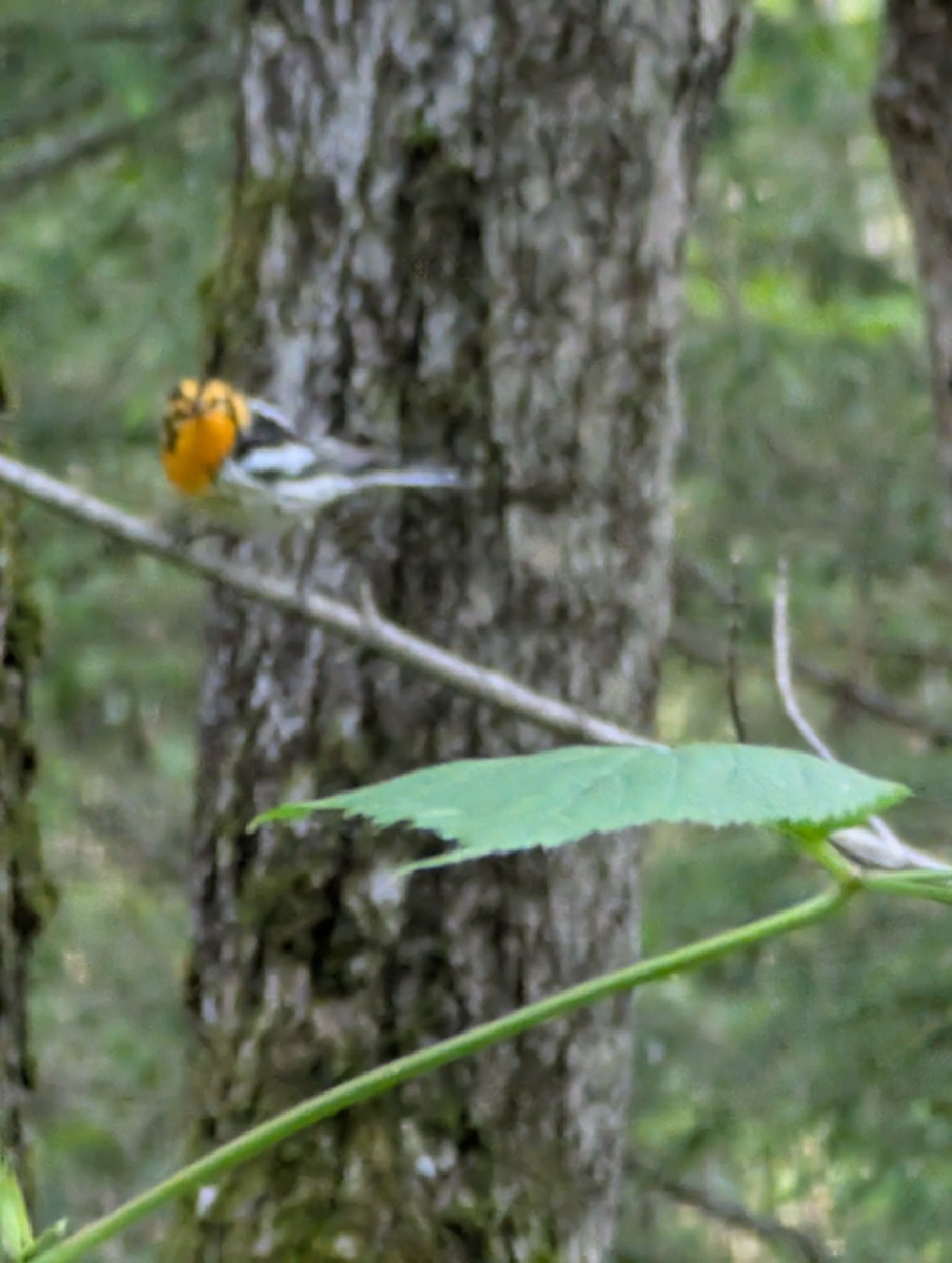 Blackburnian Warbler - ML637945290