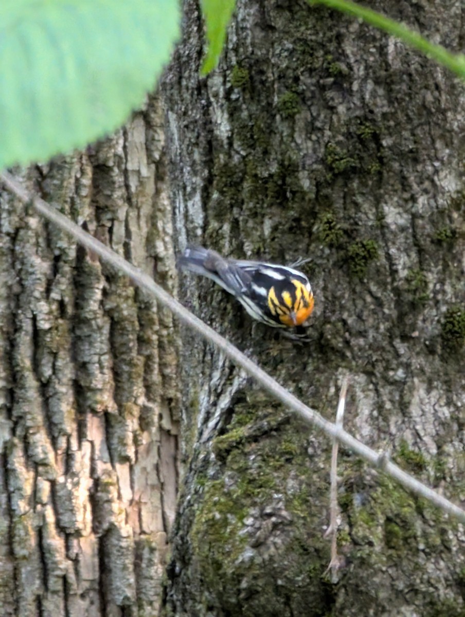 Blackburnian Warbler - ML637945291
