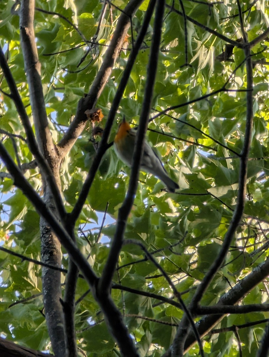 Blackburnian Warbler - ML637945292