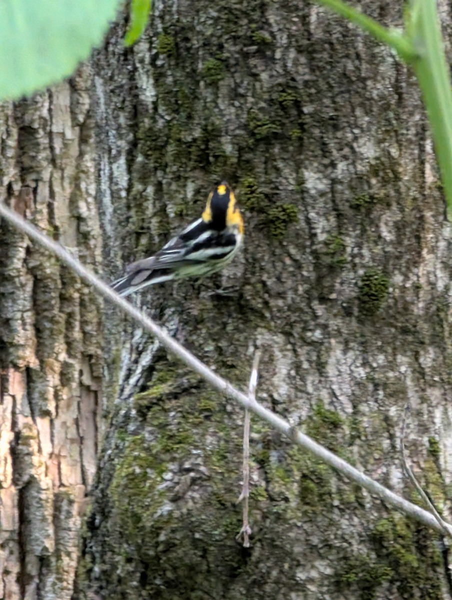 Blackburnian Warbler - ML637945293