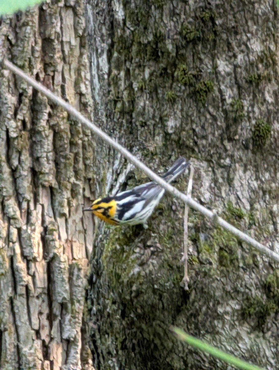 Blackburnian Warbler - ML637945295