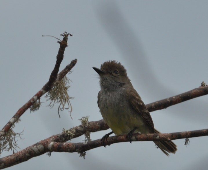 Galapagos Flycatcher - ML637945302