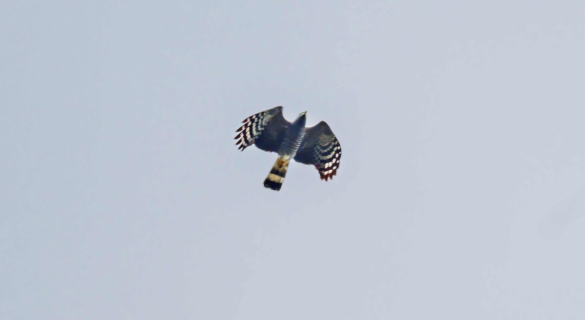 Hook-billed Kite - ML637945303