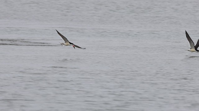 Black Skimmer - ML637945306