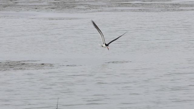 Black Skimmer - ML637945309
