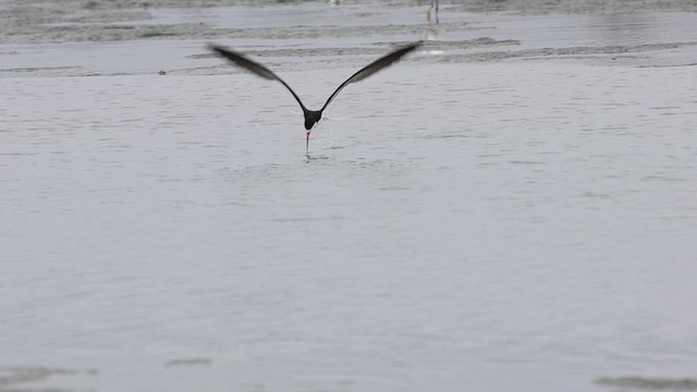 Black Skimmer - ML637945310