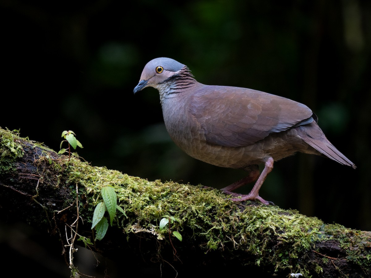 White-throated Quail-Dove - ML637945311