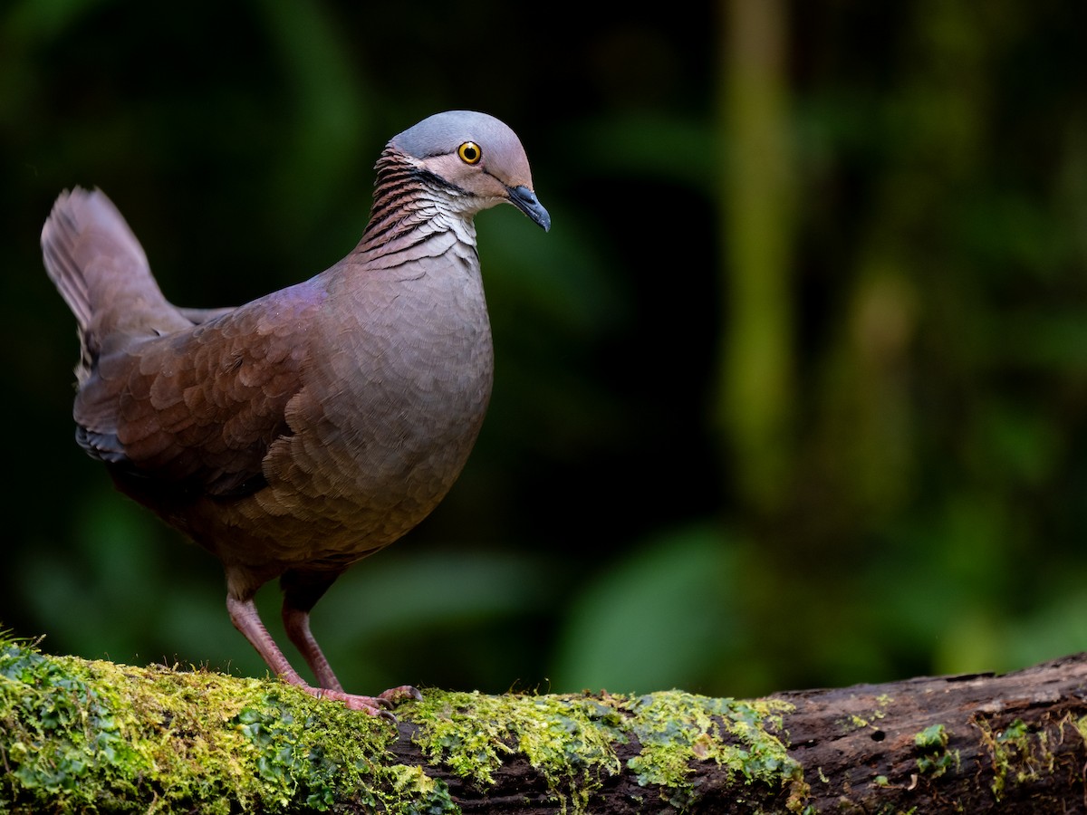 White-throated Quail-Dove - ML637945313