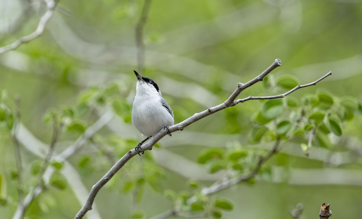 Yucatan Gnatcatcher - ML637945316