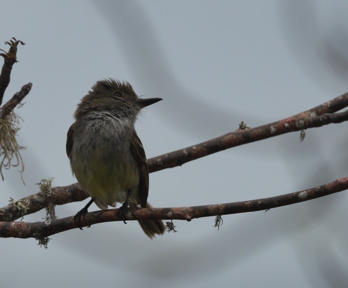 Galapagos Flycatcher - ML637945321
