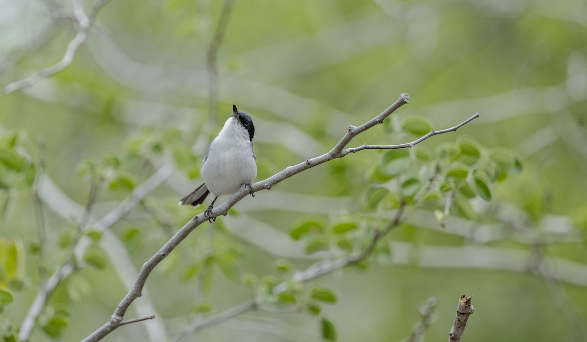 Yucatan Gnatcatcher - ML637945331