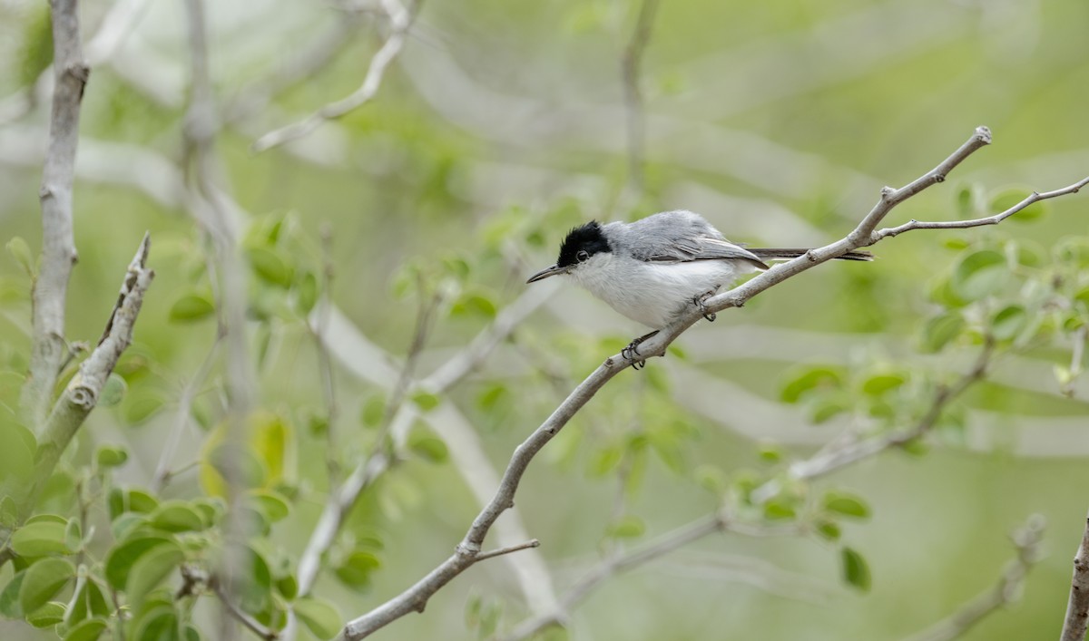 Yucatan Gnatcatcher - ML637945340