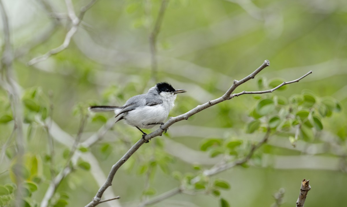 Yucatan Gnatcatcher - ML637945344
