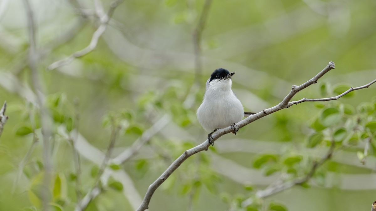 Yucatan Gnatcatcher - ML637945349
