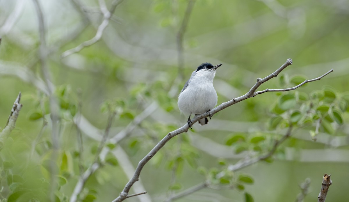 Yucatan Gnatcatcher - ML637945355