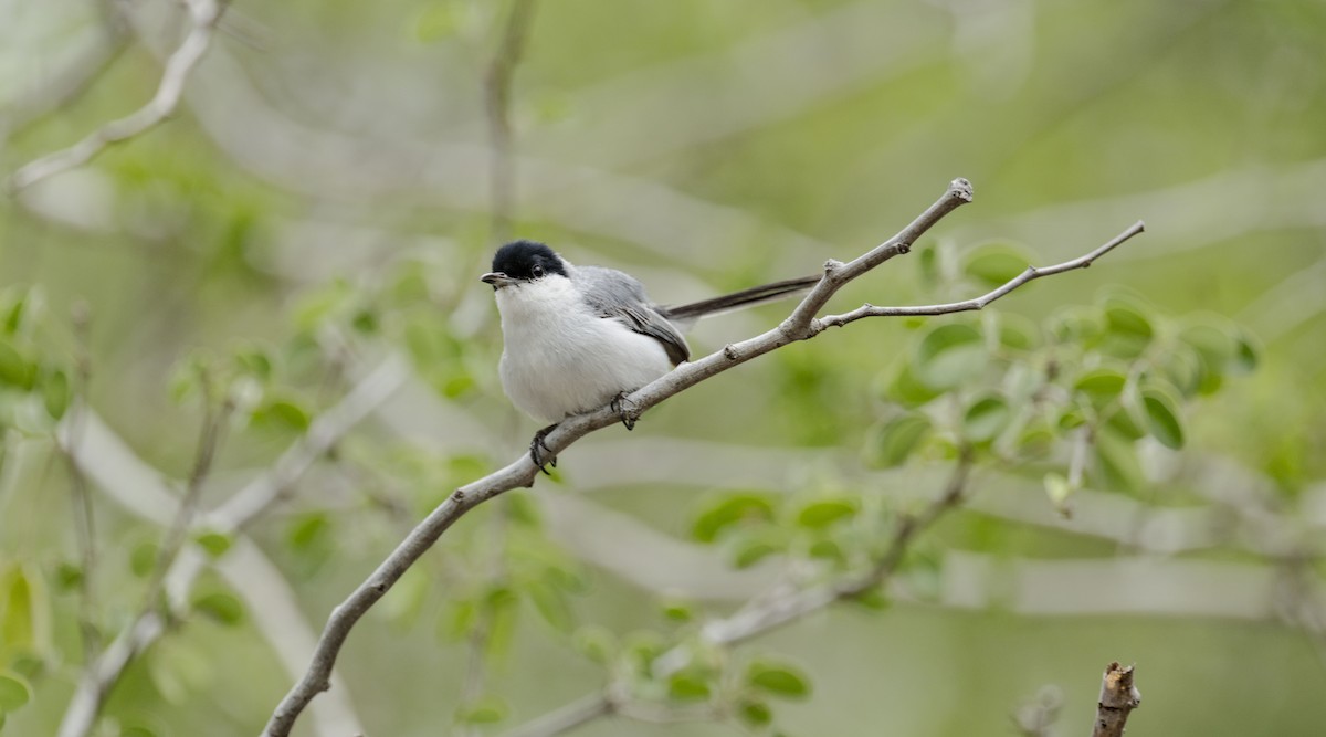 Yucatan Gnatcatcher - ML637945359