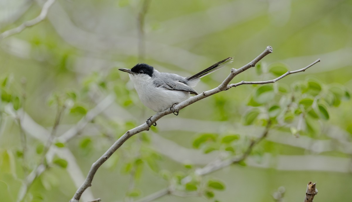 Yucatan Gnatcatcher - ML637945366