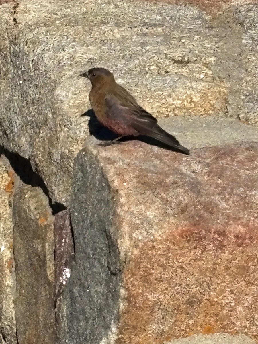 Brown-capped Rosy-Finch - ML637945369