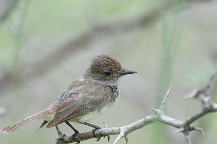 Galapagos Flycatcher - ML637945371