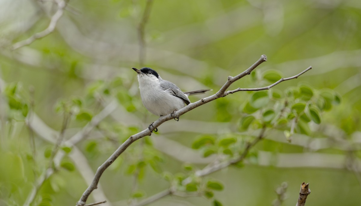 Yucatan Gnatcatcher - ML637945383