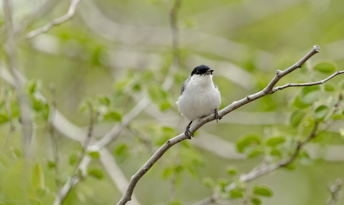 Yucatan Gnatcatcher - ML637945398