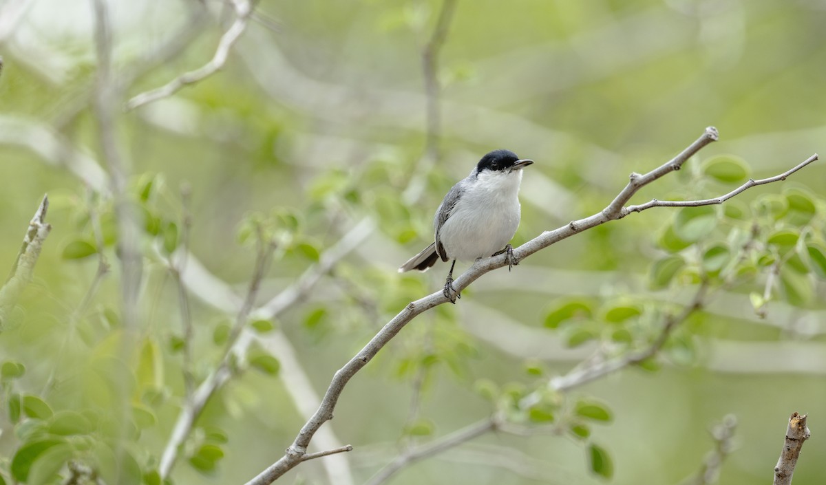 Yucatan Gnatcatcher - ML637945402